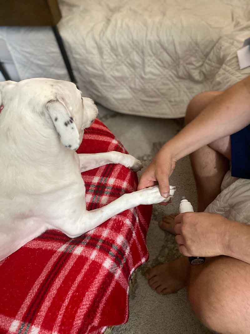 Dog getting a nail trim using a grinder.