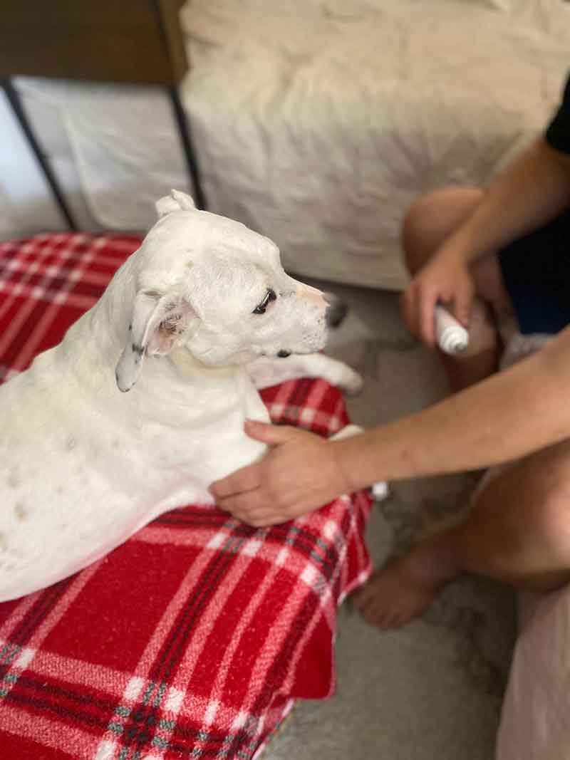 Dog being conditioned to get used to a nail trim