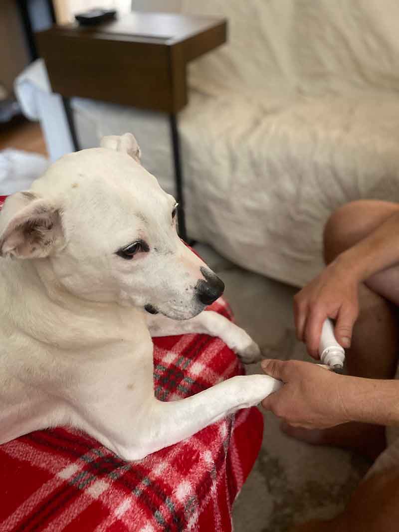 Dog being conditioned to get used to a nail trim