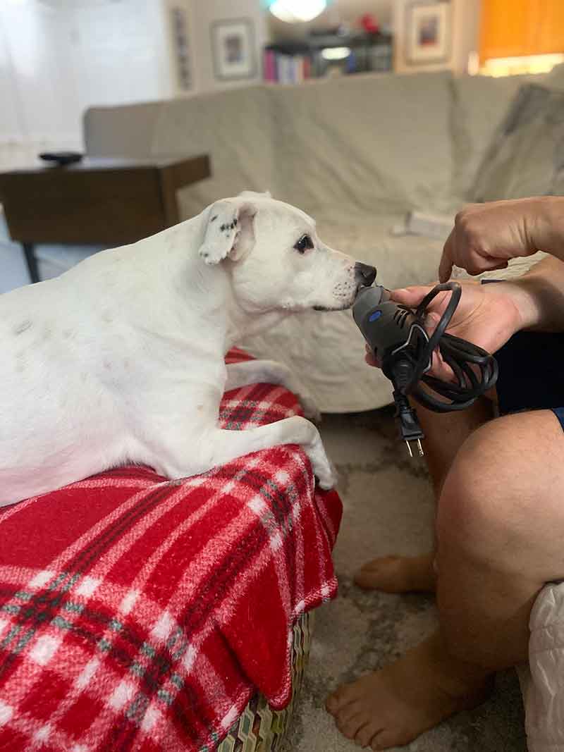 Training a dog to get used to having nails trimmed