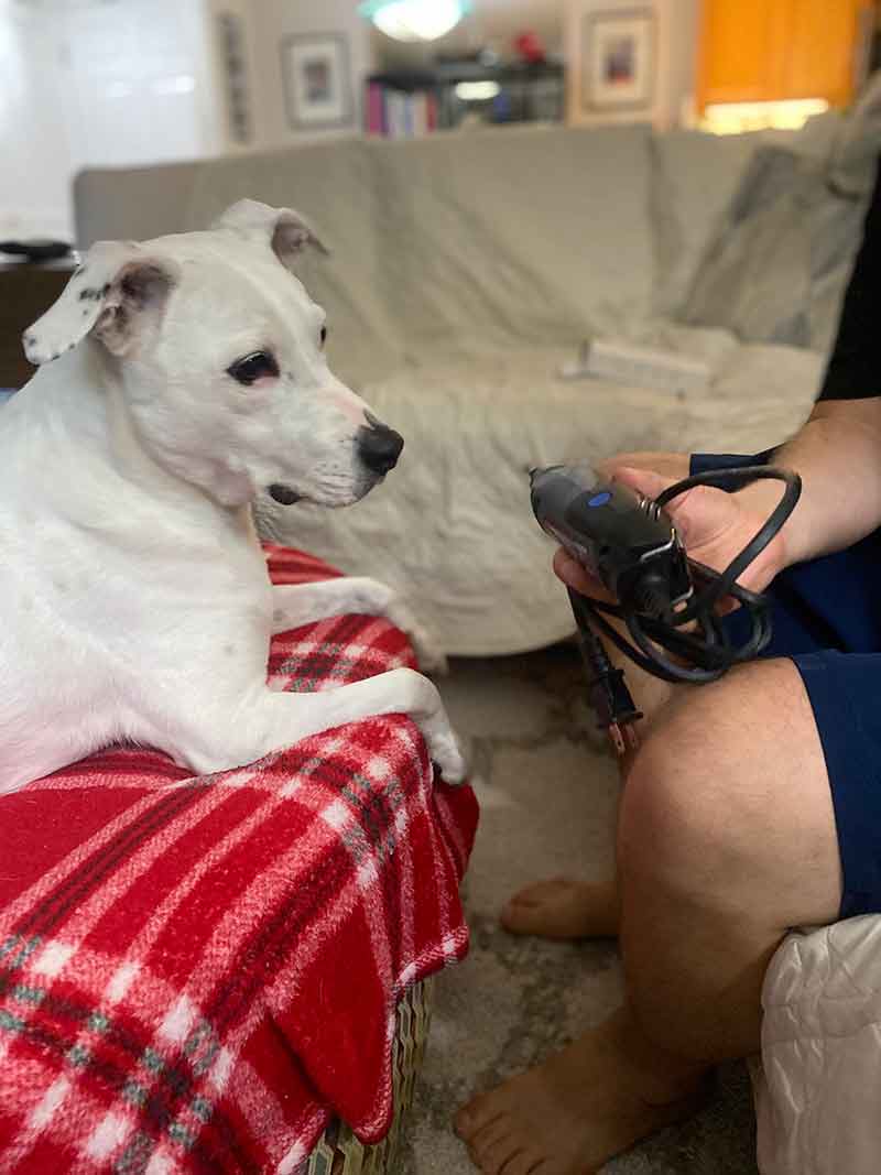 Training a dog to get used to having nails trimmed