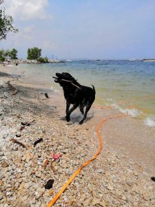 Balck dog cooling off at the lake on a hot day during a decompression walk