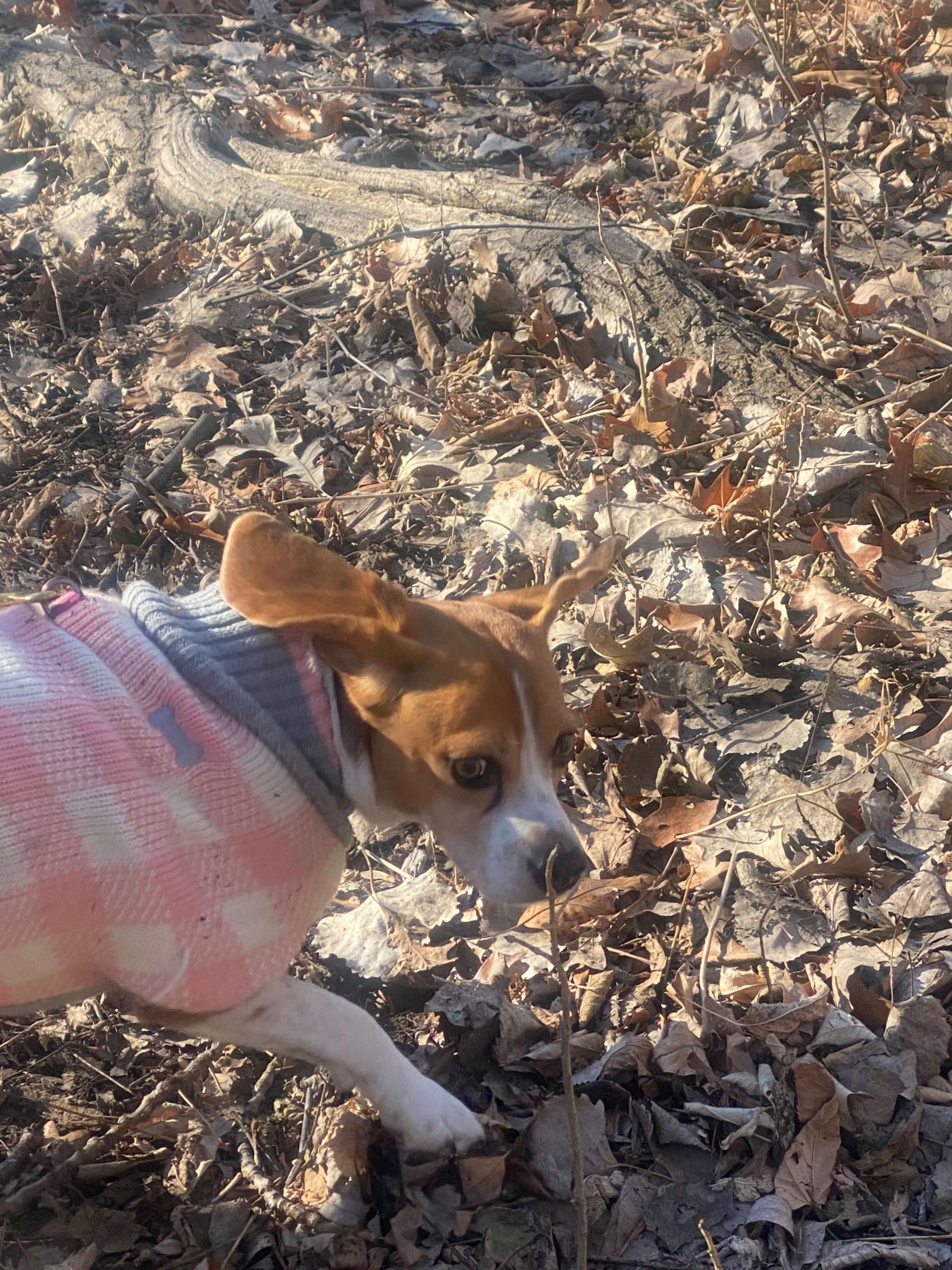 dog running during decompression walk