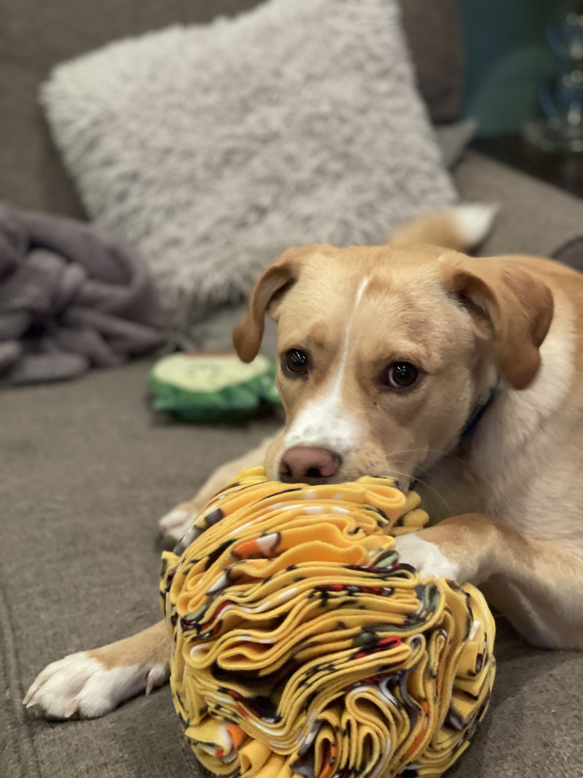 Dog relaxing on a sofa being calm and playing with a snuffleball