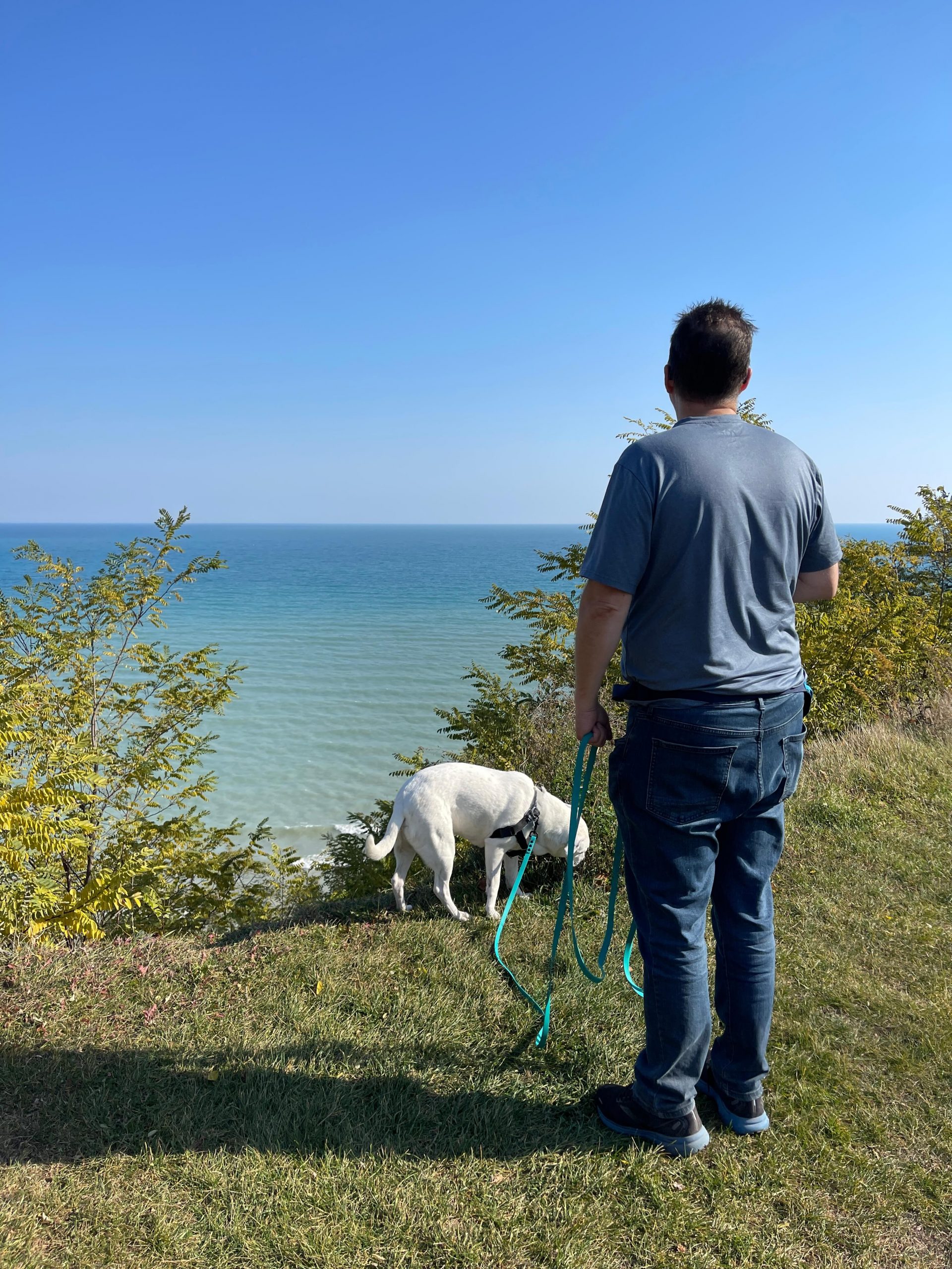 dog walks for decompression walks