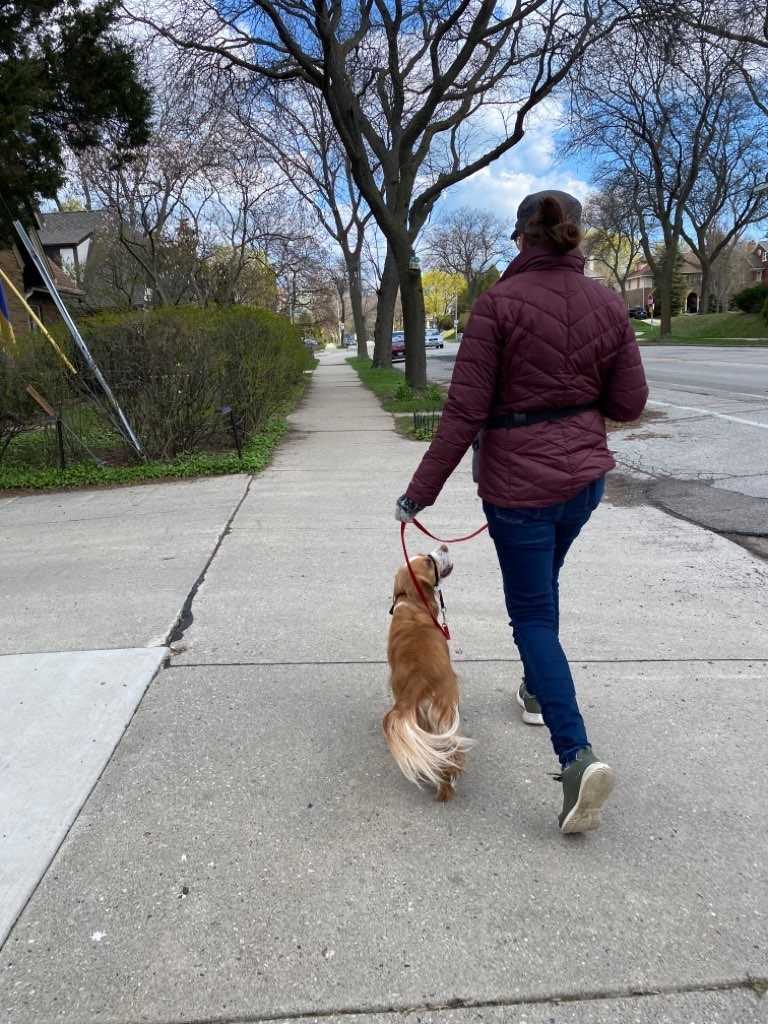 Dog walker and happy dog