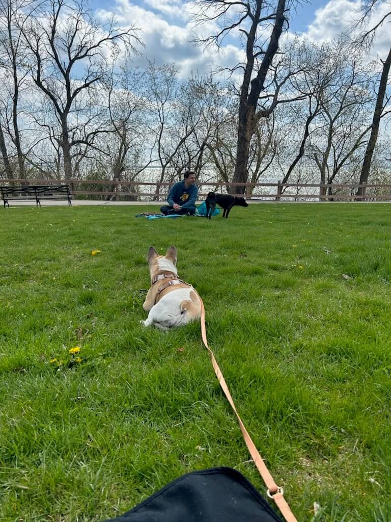 small dog world watching to build confidence