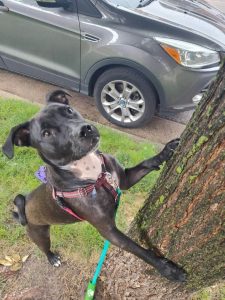 black dog with front paws on a tree showing how games work