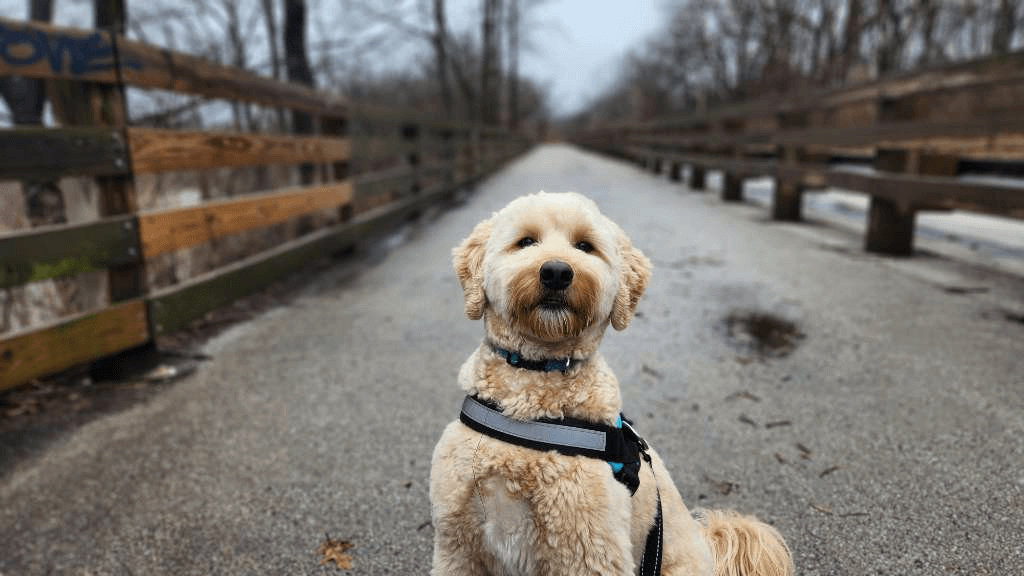 golden doodle on a bridge with a dog walker