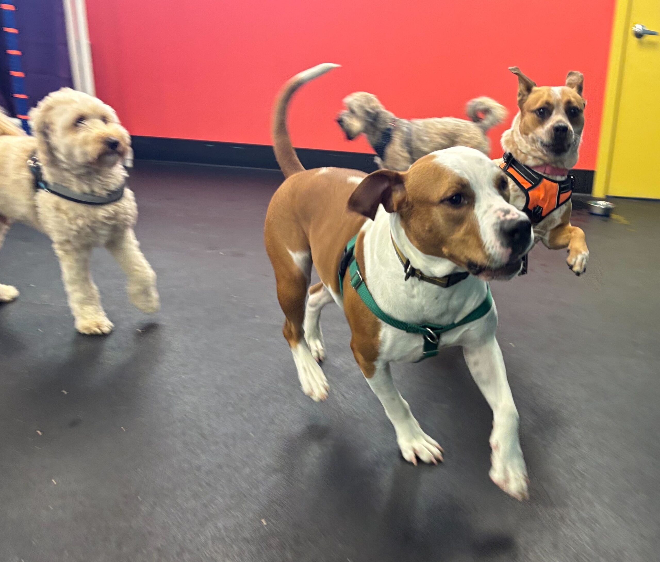 Playgroups with multiple medium to large sized dogs